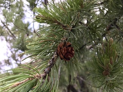 Pinus cembroides bicolor