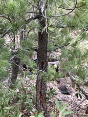 Pinus cembroides bicolor