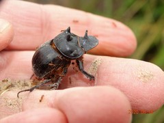 Catharsius tricornutus