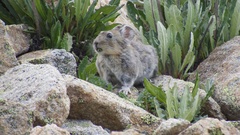 Ochotona macrotis