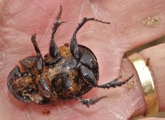 Catharsius tricornutus