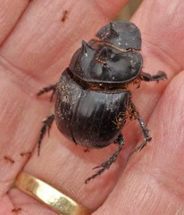 Catharsius tricornutus