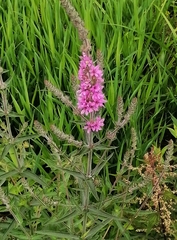 Lythrum salicaria