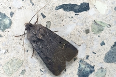 Agrotis segetum