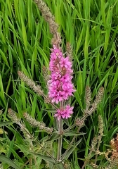 Lythrum salicaria