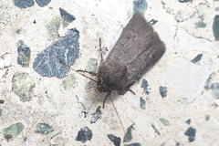 Agrotis segetum
