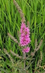 Lythrum salicaria