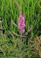 Lythrum salicaria