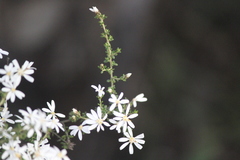 Olearia brachyphylla