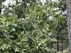 Fraxinus papillosa