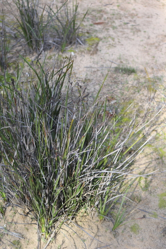 Lepidosperma congestum observed 2020-08-16