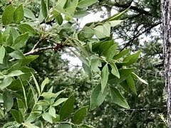 Fraxinus papillosa