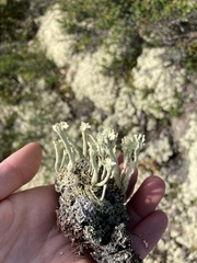 Cladonia sulphurina