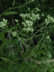 Eupatorium serotinum
