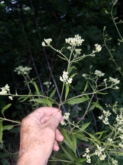 Eupatorium serotinum