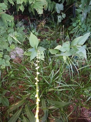 Persicaria virginiana