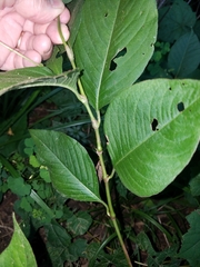 Persicaria virginiana