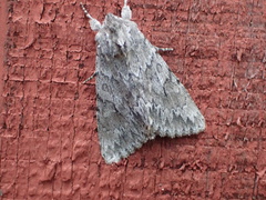 Andropolia contacta