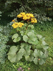 Ligularia dentata