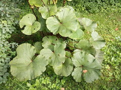 Ligularia dentata
