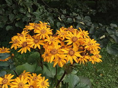 Ligularia dentata