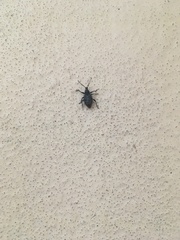 Otiorhynchus sulcatus