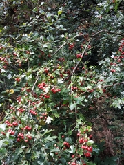 Crataegus