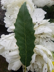 Quercus muehlenbergii