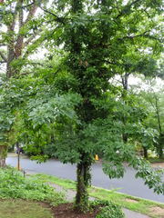 Carya cordiformis