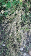 Lepidium apetalum