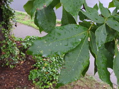 Carya cordiformis