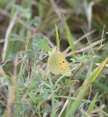 Colias croceus