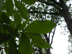 Carya cordiformis