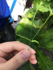 Stellaria calycantha