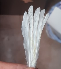 Serinus canaria domesticus