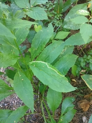 Phytomyza virgaureae