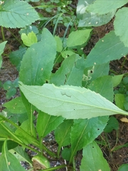 Phytomyza virgaureae