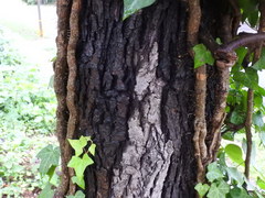 Carya cordiformis