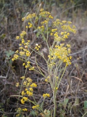 Bupleurum exaltatum