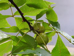 Carya cordiformis