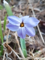 Ipheion