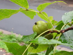 Carya cordiformis