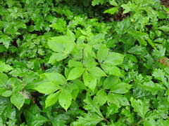 Carya cordiformis