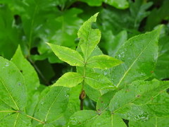 Carya cordiformis