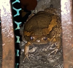 Kaloula pulchra