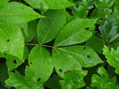 Carya cordiformis