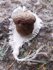 Quercus muehlenbergii