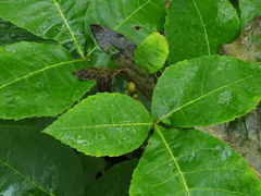 Carya cordiformis