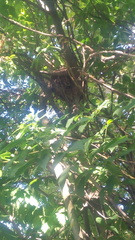 Turdus pilaris