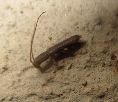 Linopteridius